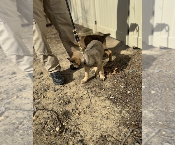 Medium Photo #12 German Malinois Puppy For Sale in GARLAND, NC, USA