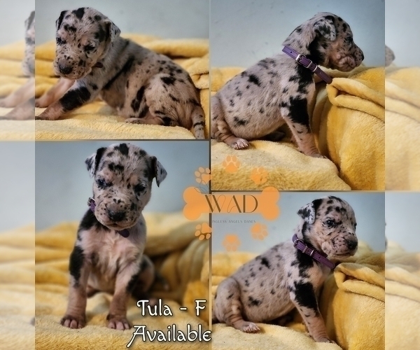 Medium Photo #3 Great Dane Puppy For Sale in INDEPENDENCE, MO, USA