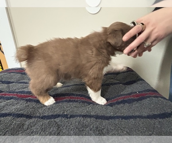 Medium Photo #3 Australian Shepherd Puppy For Sale in CIRCLEVILLE, KS, USA