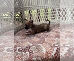 Small #11 Chihuahua