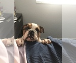 Small Photo #2 English Bulldog Puppy For Sale in FORT LAUDERDALE, FL, USA