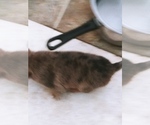 Small Photo #7 Labrador Retriever-Red Heeler Mix Puppy For Sale in CEDAR CITY, UT, USA