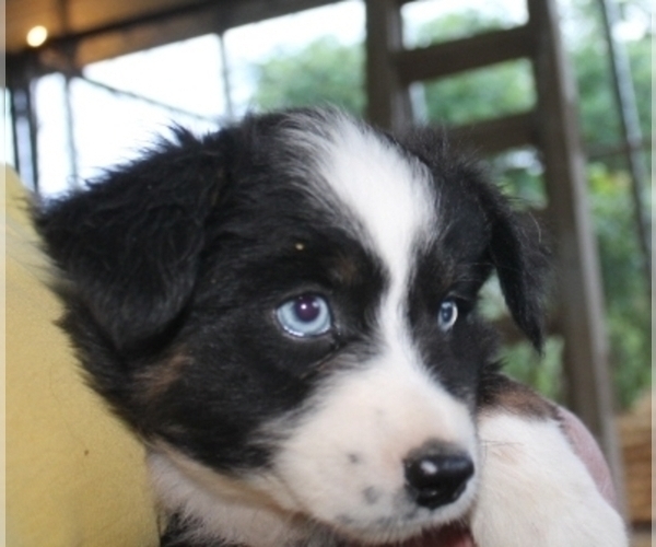 Medium Photo #1 Australian Shepherd Puppy For Sale in LEXINGTON, AL, USA