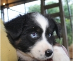 Small Photo #1 Australian Shepherd Puppy For Sale in LEXINGTON, AL, USA