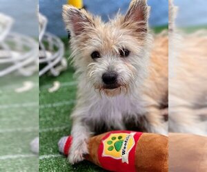 Cairn Terrier-Unknown Mix Dogs for adoption in Arcadia, FL, USA