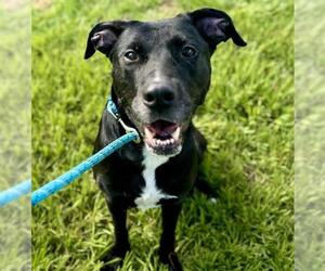 Labrador Retriever-Unknown Mix Dogs for adoption in Tavares, FL, USA