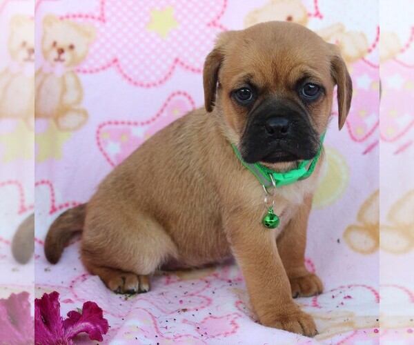 Medium Photo #4 Puggle Puppy For Sale in CHARLOTT HALL, MD, USA