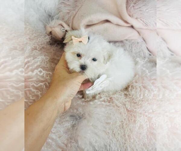 Medium Photo #12 Maltese Puppy For Sale in MIAMI, FL, USA