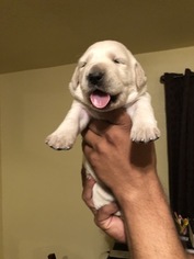 Labrador Retriever Puppy for sale in STRATHMORE, CA, USA