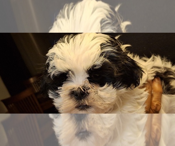 Medium Photo #2 Shih Tzu Puppy For Sale in LAKELAND, FL, USA