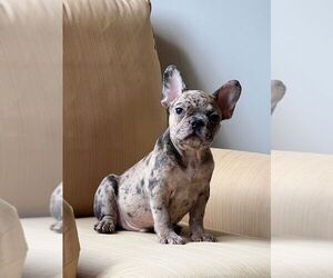 Medium French Bulldog
