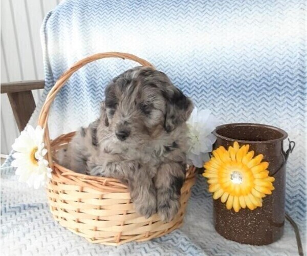 Medium Photo #4 Aussiedoodle Puppy For Sale in FREDERICKSBG, OH, USA