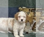 Small #4 Cavapoo (Miniature)