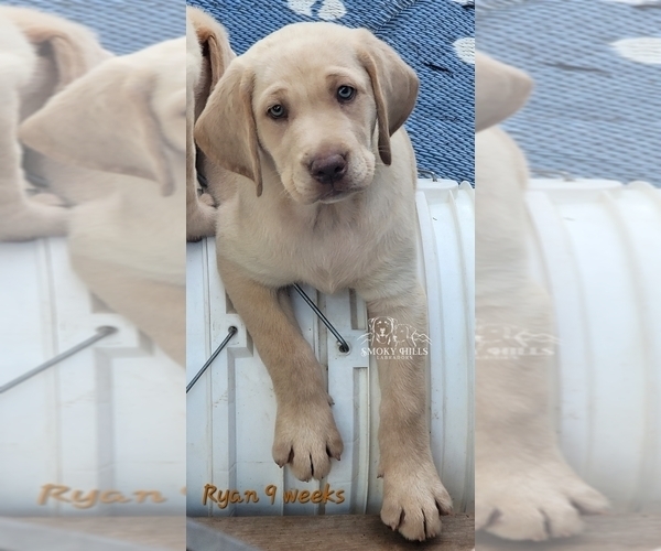 Medium Photo #19 Labrador Retriever Puppy For Sale in POCAHONTAS, IL, USA
