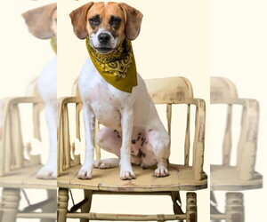 Emily - Female Mutt Dog for Adoption - Photo #3