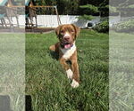 Small American Pit Bull Terrier-Retriever Mix