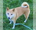 Small Shiba Inu