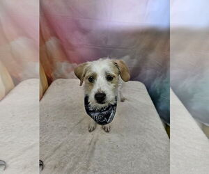 Mutt Dogs for adoption in Metairie, LA, USA