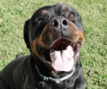 Small #1 Rottweiler
