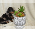 Small #4 Dachshund