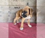 Litter of 9 - Male(s) and Female(s) BoxerLitter of Puppies for Sale - Photo #19