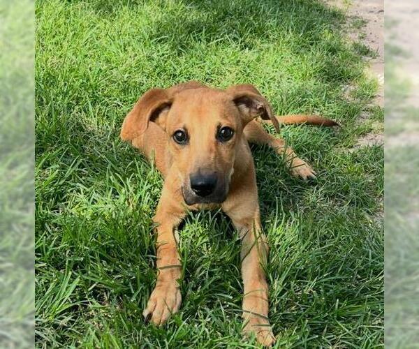 Medium Photo #2 Black Mouth Cur-Unknown Mix Puppy For Sale in Conroe, TX, USA