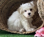 Small #2 La-Chon