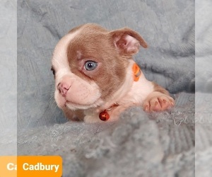 Boston Terrier Puppy for sale in POMEROY, OH, USA