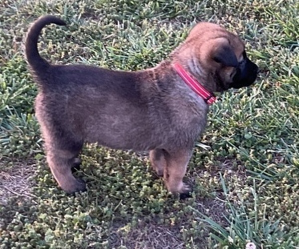 Medium Photo #1 Belgian Malinois Puppy For Sale in LINCOLNTON, NC, USA