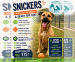 Small Photo #12 Black Mouth Cur-Boxer Mix Puppy For Sale in Foristell, MO, USA