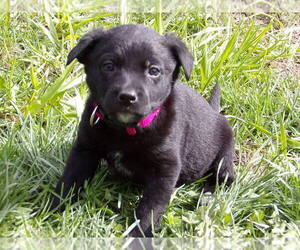 Australian Cattle Dog-Labrador Retriever Mix Puppy for sale in HYDE PARK, VT, USA