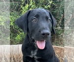 Puppy 3 Australian Cattle Dog-Labrador Retriever Mix