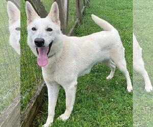 - Mix Dogs for adoption in Newfoundland, PA, USA