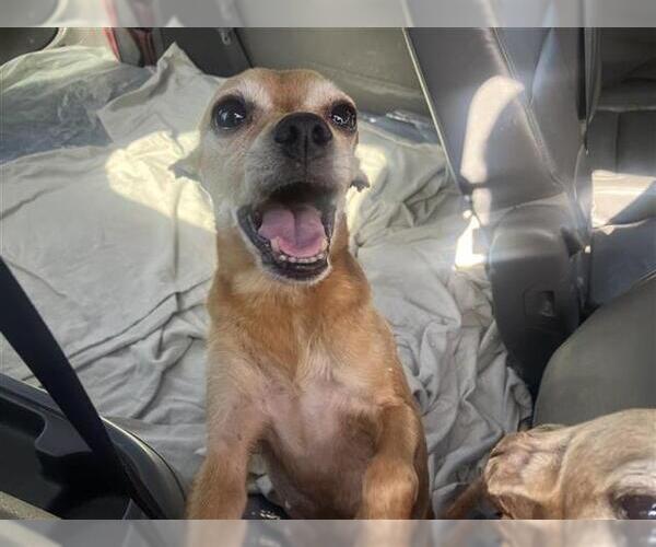 Medium Photo #1 Chihuahua Puppy For Sale in San Antonio, TX, USA
