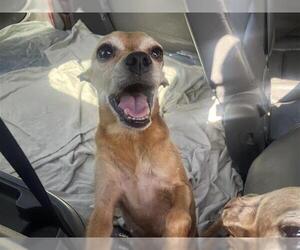 Chihuahua Dogs for adoption in San Antonio, TX, USA