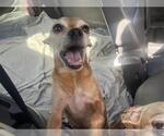 Small Chihuahua