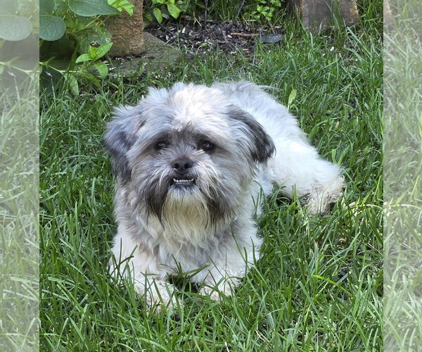 Medium Photo #2 Shih Tzu Puppy For Sale in St. Louis Park, MN, USA