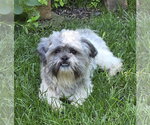 Small #1 Shih Tzu