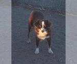 Sierra - Female Miniature Australian Shepherd Puppy for Sale - Photo #2