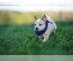 Small Photo #4 Australian Cattle Dog Puppy For Sale in PILOT, VA, USA