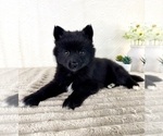 Image preview for Ad Listing. Nickname: Pepper