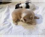 Small Photo #20 Shih Tzu Puppy For Sale in ARDEN, NC, USA