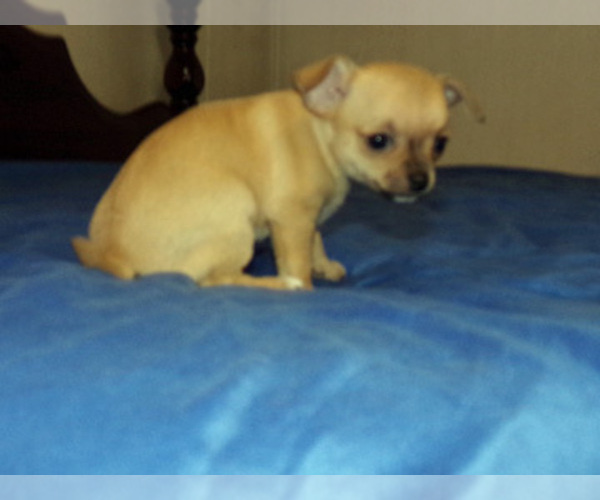 Medium Photo #3 Chihuahua Puppy For Sale in BELLE FOURCHE, SD, USA