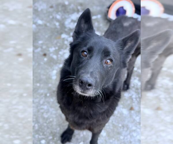 Medium Photo #7 German Shepherd Dog-Unknown Mix Puppy For Sale in Crete, IL, USA