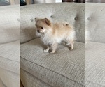 Small #4 Pomeranian