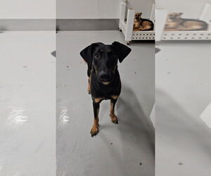 Ashley #2368 - Female Doberman Pinscher Dog for Adoption - Photo #3