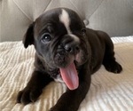 Small Photo #5 Bulldog Puppy For Sale in EASTVALE, CA, USA