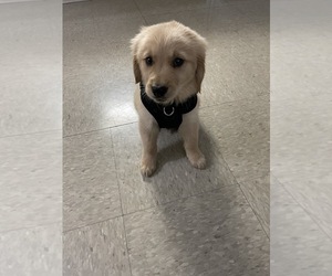Golden Retriever Puppy for sale in LA FAYETTE, IN, USA