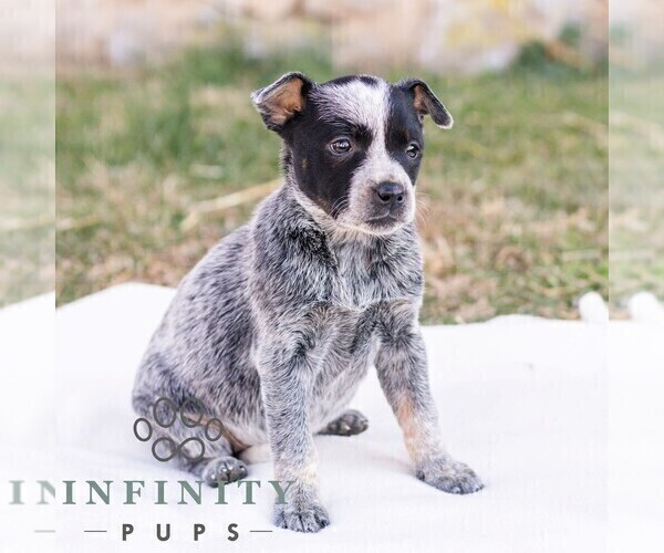 Medium Photo #1 Australian Cattle Dog Puppy For Sale in CHAMBERSBURG, PA, USA
