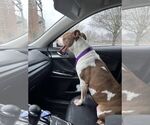 Small #15 American Pit Bull Terrier Mix